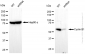KD-Validated Anti-Cyclin B1 Rabbit Monoclonal Antibody